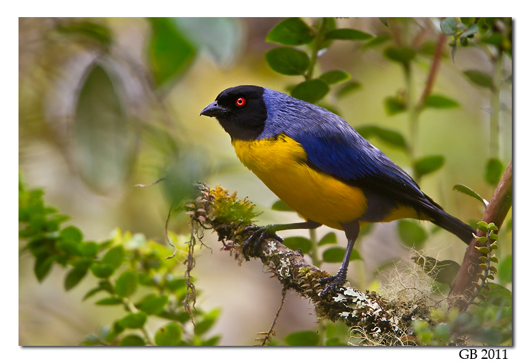 HOODED MOUNTAIN TANAGER
